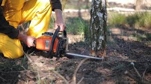 Best Tree Preservation Services  in Clifton Springs, NY