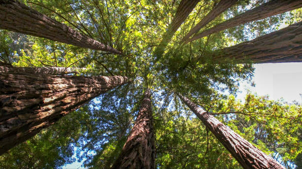 Best Tree Risk Assessment  in Clifton Springs, NY