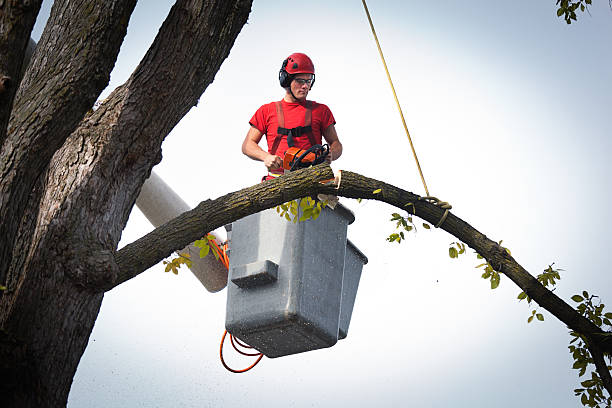 Best Tree Mulching  in Clifton Springs, NY